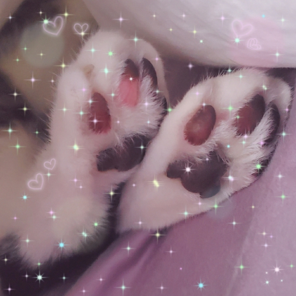 😻Gizmo & Smoke💘 - Picture 16 of 16